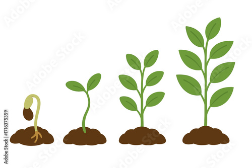 Plant growth stages vector set. Growing plant life cycle evolution from seed, sprout to leaves. Green shoot germination sequence illustration. Agriculture infographic concept.