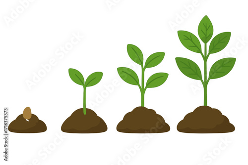 Plant growth stages vector illustration. Seed sprouting and growing into a plant. Infographic of agricultural development, evolution, and lifecycle from start to finish.