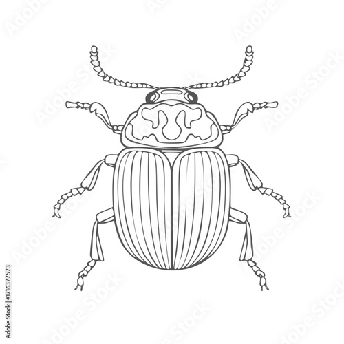 Beetle outline drawing insect with detailed legs antennae head and carapace