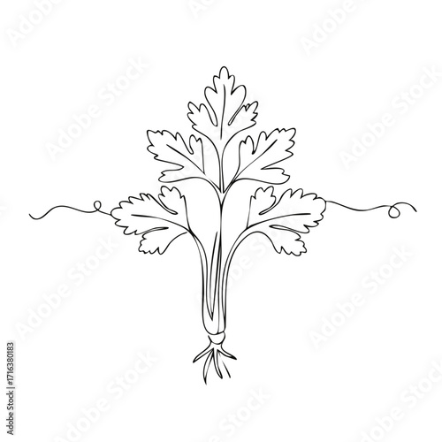 Parsley sprig outline drawing Herbs food ingredient vegetarian cuisine