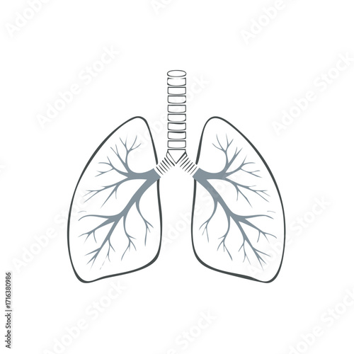 Lungs trachea and bronchi in graphic design with minimalist style, respiratory system anatomy
