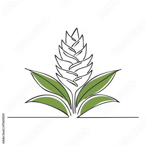 Minimalist one line drawing of a turmeric or ginger plant with green leaves