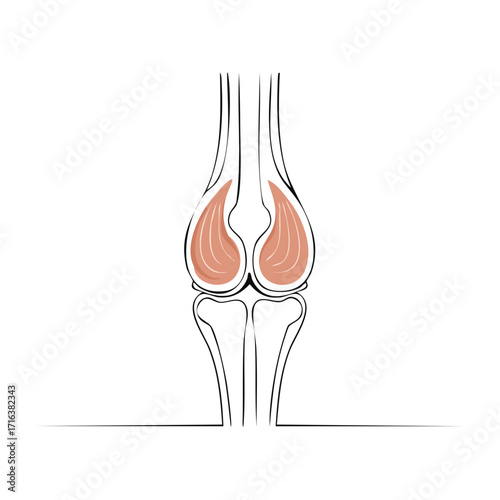 Abstract illustration of human knee joint musculature and bone structure simplified outline.