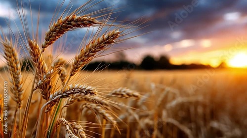 Golden Wheat Field at Sunset with Warm Sky and Nature Background