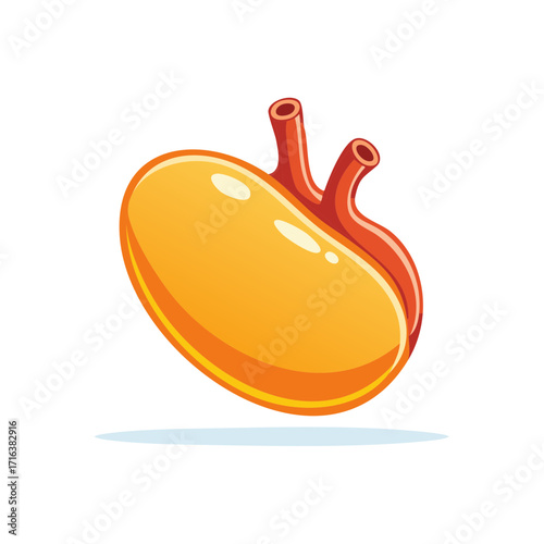 Stylized Anatomical Kidney with Blood Vessels in Vibrant Orange and Red Tones