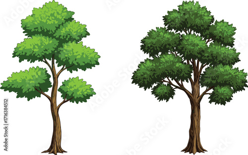 tree, foliage, nature, botanical, plant, forest, landscape, leaf, greenery, outdoor, vegetation, natural, seasonal, scenic, environment, flora, growth, wood, decorative,  foliage, nat