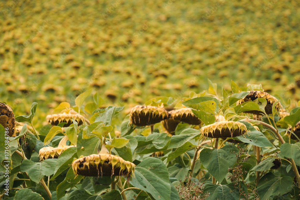Obraz premium A vast field of sunflowers, most of which are ripe, their large heads bowed under the weight of their seeds. The yellow-green leaves and dark inflorescences create a picturesque rural landscape.