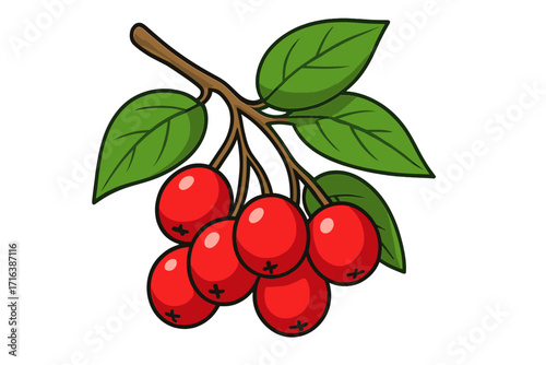 Red berry branch vector illustration. Cartoon clipart of fresh cranberries or holly with green leaves. Natural organic fruit for healthy food, Christmas decoration, or autumn harvest.