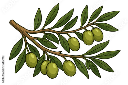 Olive branch with green fruits. Vector illustration for Greek or Mediterranean food design. Symbol of peace, harvest, and nature. Detailed botanical drawing isolated on white.
