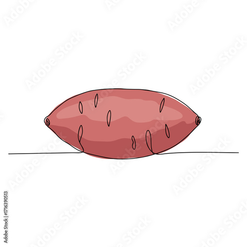Illustration of elongated sweet potato on white background  
