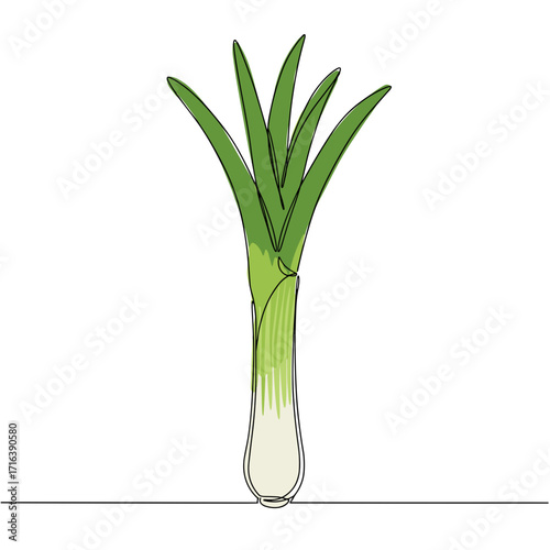 Fresh leek with green leaves displayed on a white background  
