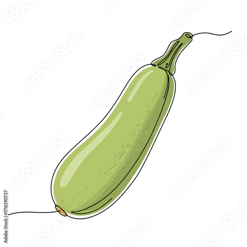 Fresh green zucchini vegetable on white background  