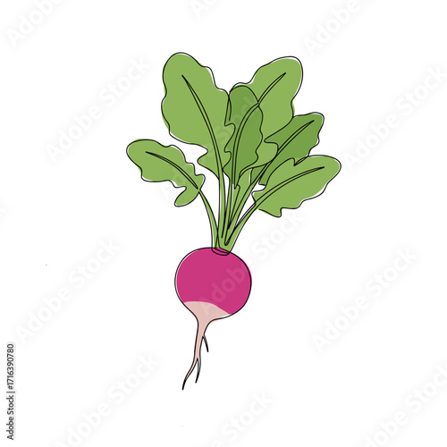 Small round radish with green leaves on white background  