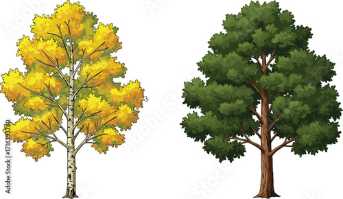 tree, foliage, nature, botanical, plant, forest, landscape, leaf, greenery, outdoor, vegetation, seasonal, birch, oak, autumn, summer, contrast, decorative, vibrant, foliage, nature,