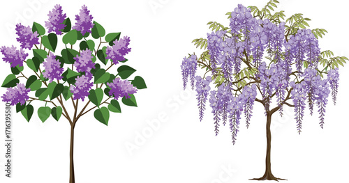 tree, foliage, nature, botanical, plant, forest, landscape, leaf, greenery, outdoor, vegetation, seasonal, blossom, flower, bloom, purple, lilac, wisteria, decorative, , foliage, natur