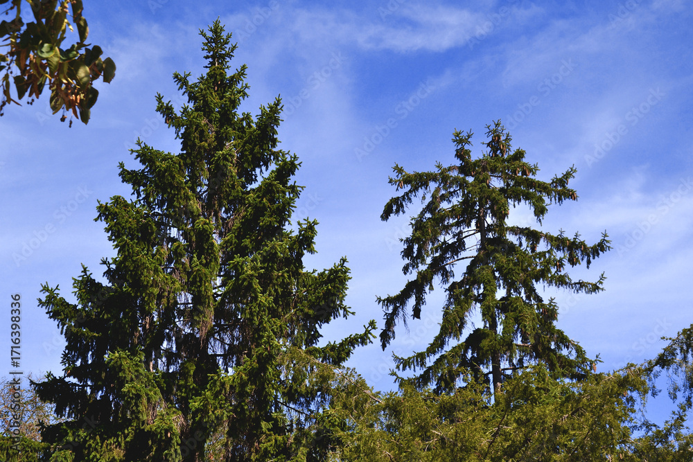 Obraz premium trees and sky