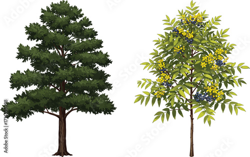 tree, foliage, nature, botanical, plant, forest, landscape, leaf, greenery, outdoor, vegetation, seasonal, evergreen, flowering, berry, contrast, decorative, vibrant, illustration, foliage
