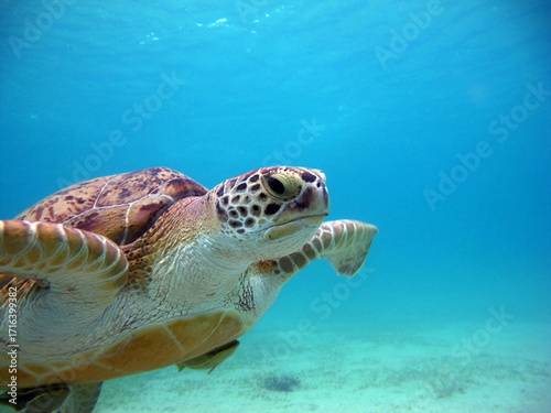 Slika na platnu Big Green turtle , Green turtles are the largest of all sea turtles