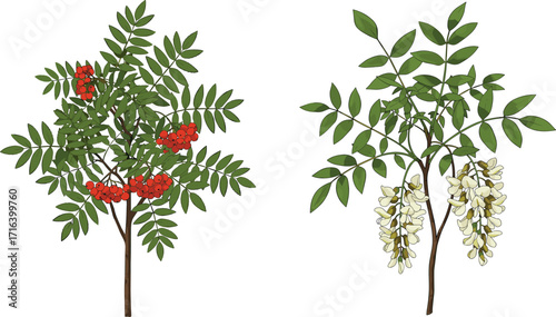 tree, foliage, nature, botanical, plant, forest, landscape, leaf, greenery, outdoor, vegetation, seasonal, floral, blossom, berry, flower, decorative, vibrant, contrast, , foliage, nat