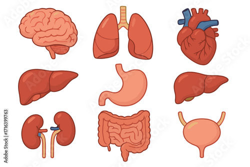 Human internal organs set. Medical anatomy collection. Brain, heart, lungs, liver, kidneys, stomach, intestines, bladder vector icons. Biology science cartoon illustration.