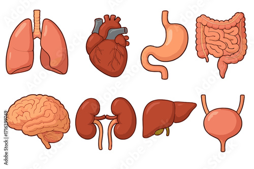 Human organs set vector illustration. Cartoon icons of internal body parts. Anatomy collection: lungs, heart, stomach, intestines, brain, kidneys, liver, bladder. Medical biology.