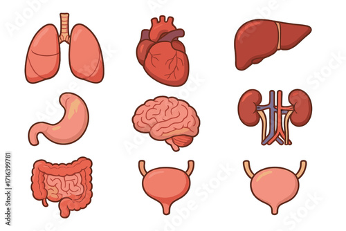 Human internal organs vector set. Anatomy icons for medical education. Cartoon illustration of heart, lungs, brain, liver, kidneys, stomach, intestines, bladder. Biology concept.