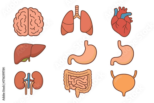 Human internal organs vector icon set. Anatomy and biology concept. Cartoon illustration of brain, heart, lungs, liver, stomach, kidneys, intestines, bladder for medical design.