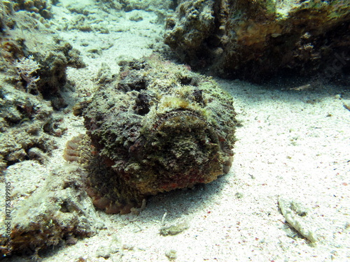 Stone fish - Synanceiidae. Ocean wart - this fish of the family Synanceiidae grows up to 27 cm. It lies motionless on the bottom for hours, waiting for prey. One of the world's most poisonous fish.