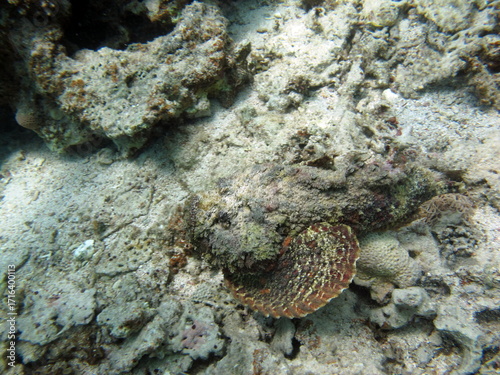 Stone fish - Synanceiidae. Ocean wart - this fish of the family Synanceiidae grows up to 27 cm. It lies motionless on the bottom for hours, waiting for prey. One of the world's most poisonous fish.