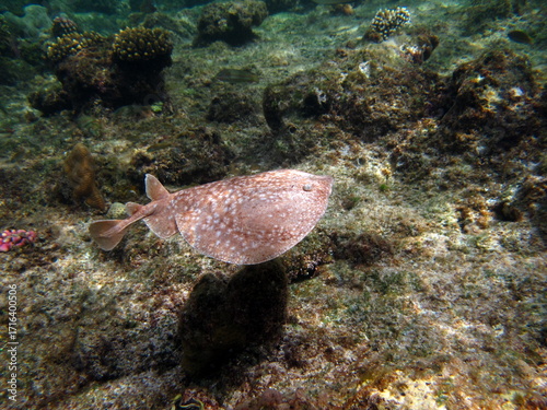 Stingrays. Leopard Electric Stingray - This electric stingray grows up to 100 cm and feeds on fish and bottom dwellers.