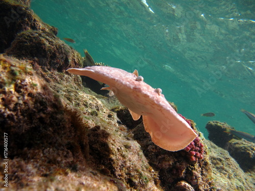Stingrays. Leopard Electric Stingray - This electric stingray grows up to 100 cm and feeds on fish and bottom dwellers.