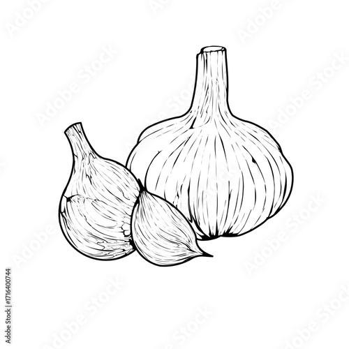 Garlic Vector Illustration
