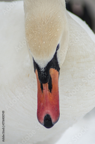 cygne dans la neige à Verneuil sur Seine en France