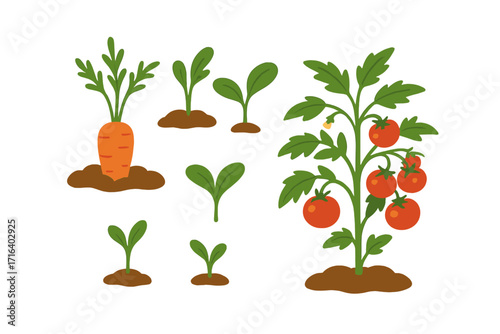Vegetable garden growth stages vector set. Carrot in soil, tomato plant with ripe fruit, and green seedlings or sprouts. Organic farming and healthy food concept.