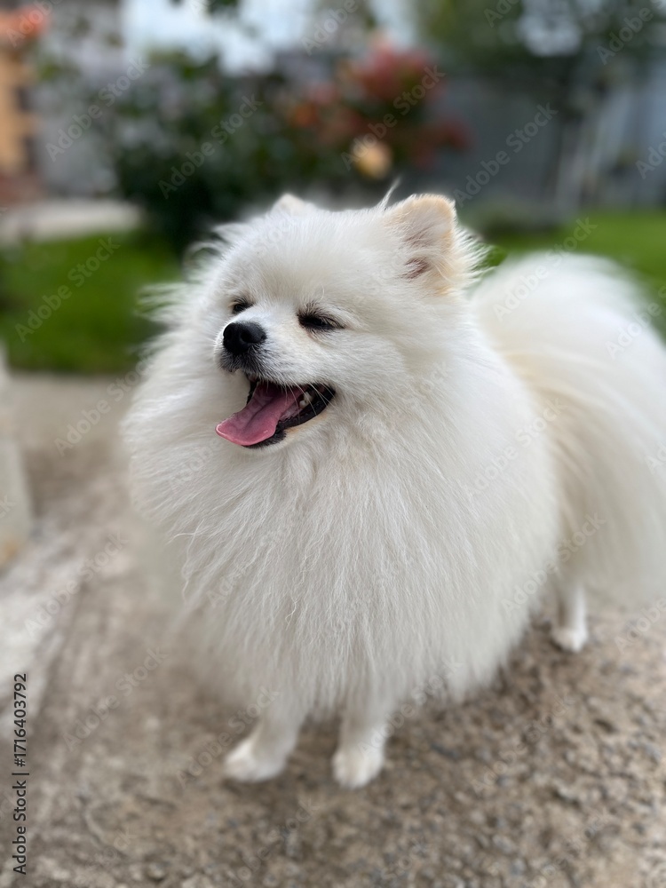 Fototapeta premium white pomeranian dog