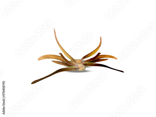 Shorea robusta or sal tree dried seeds isolated on a white background