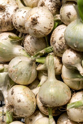 Fresh white onions close-up, stacked in a box.