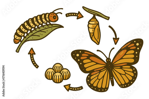 Monarch butterfly life cycle vector illustration. Educational biology diagram of insect metamorphosis stages from egg, to larva, caterpillar, to chrysalis pupa and adult.