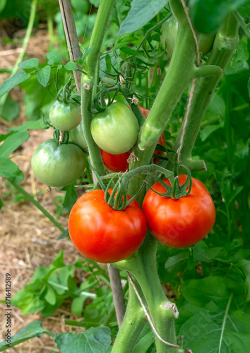 Red and green tomatoes in the greenhouse. New harvest.