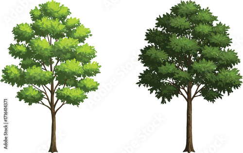 tree, foliage, nature, botanical, plant, forest, landscape, leaf, greenery, outdoor, vegetation, natural, seasonal, scenic, environment, flora, growth, wood, decorative, , foliage, nature, botanical, 