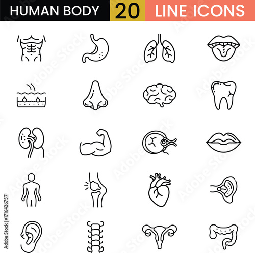 Collection of 20 human body anatomy line icons for medical and health concepts vector