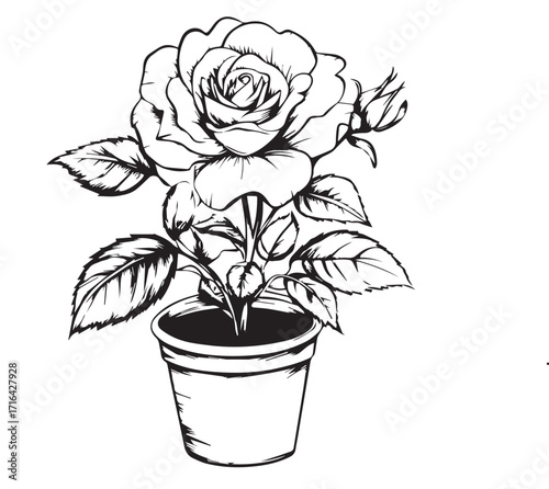 roses blooming in pots
