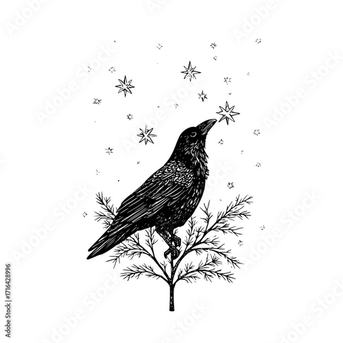 Raven black bird illustration perched on tree branch looking at stars celestial night sky art drawing design