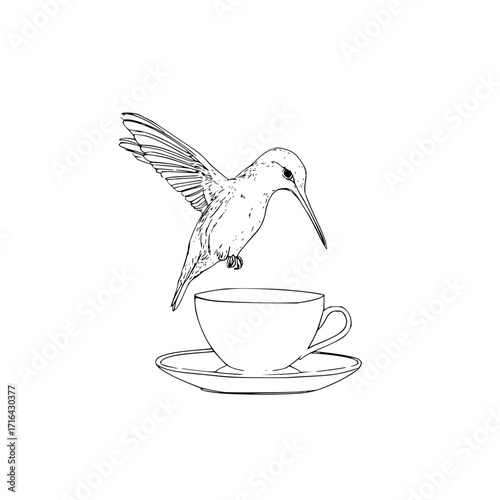 Hummingbird drinking tea illustration, bird and teacup drawing, line art of hummingbird and tea cup, vector