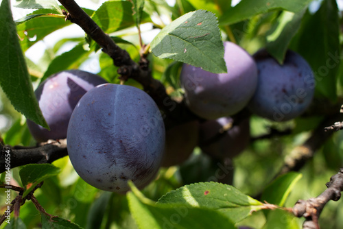 Blue plums on a tree branch. Close up.