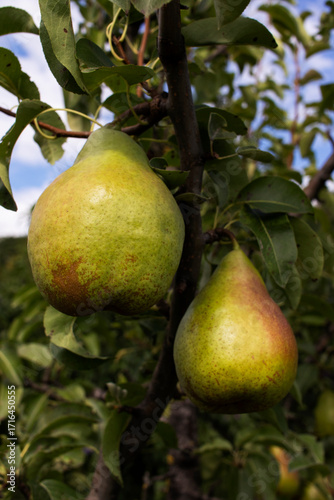 Pears on a branch close-up. Organic Fruits.