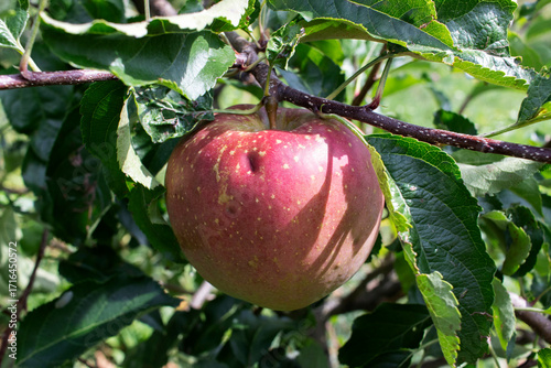 Red apple on a branch close up. Organic Fruits.