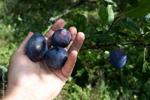 Ripe blue plums in hand. Organic gardening.