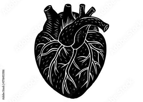 Human Heart Silhouette, Medical Science SVG, PNG