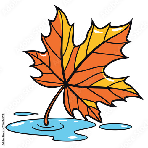 Vivid twotone maple leaf rests gently in water puddle showing clear reflections isolated